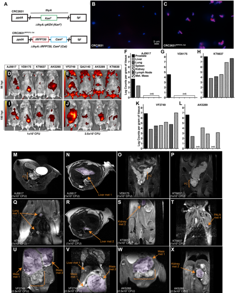 Figure 3: CRC2631 targets TRAMP primary and metastatic tumors.