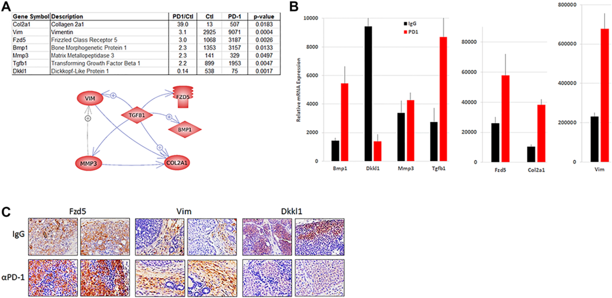 Figure 4: Wnt pathway expression in tumors from NeuT/ATTAC mice.
