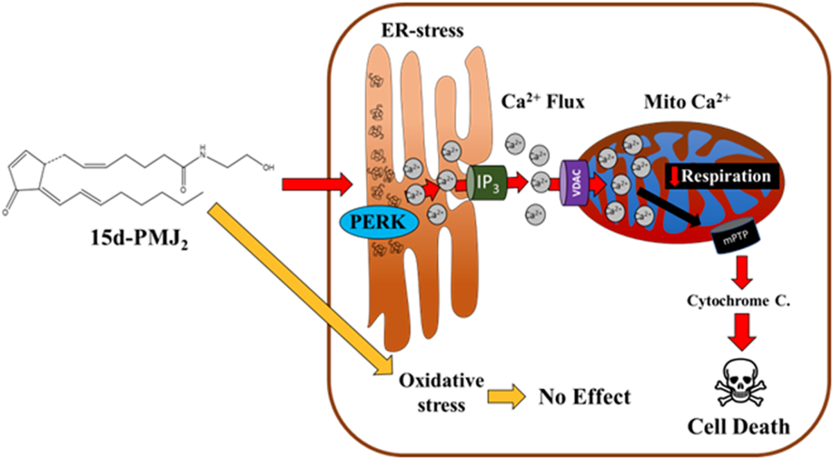 Figure 7: Proposed mechanism of 15d-PMJ2-mediated apoptosis.