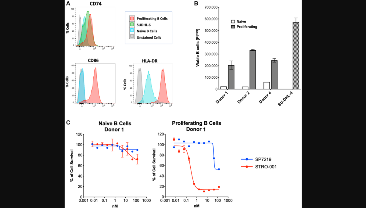 Figure 3: STRO-001 showed potent cell killing activity on proliferating primary human B cells.