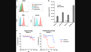 Figure 3: STRO-001 showed potent cell killing activity on proliferating primary human B cells.