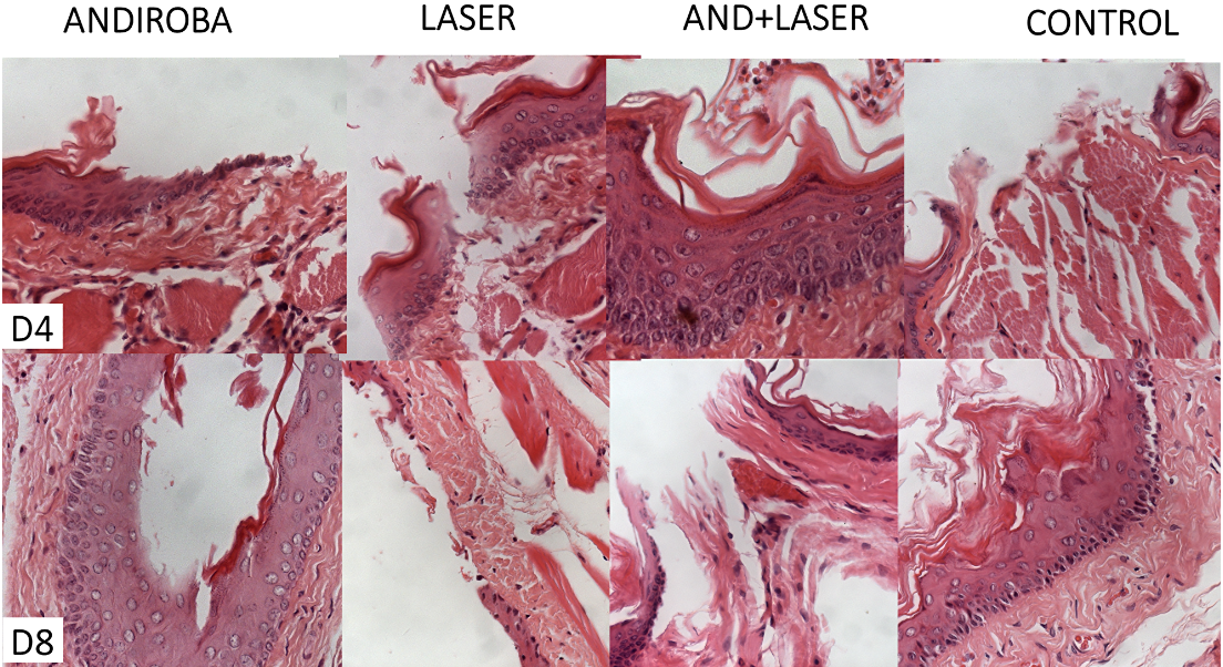 Figure 2: Histopathological evaluation of oral mucositis on days 4, 8, 12 and 15. (truncated)