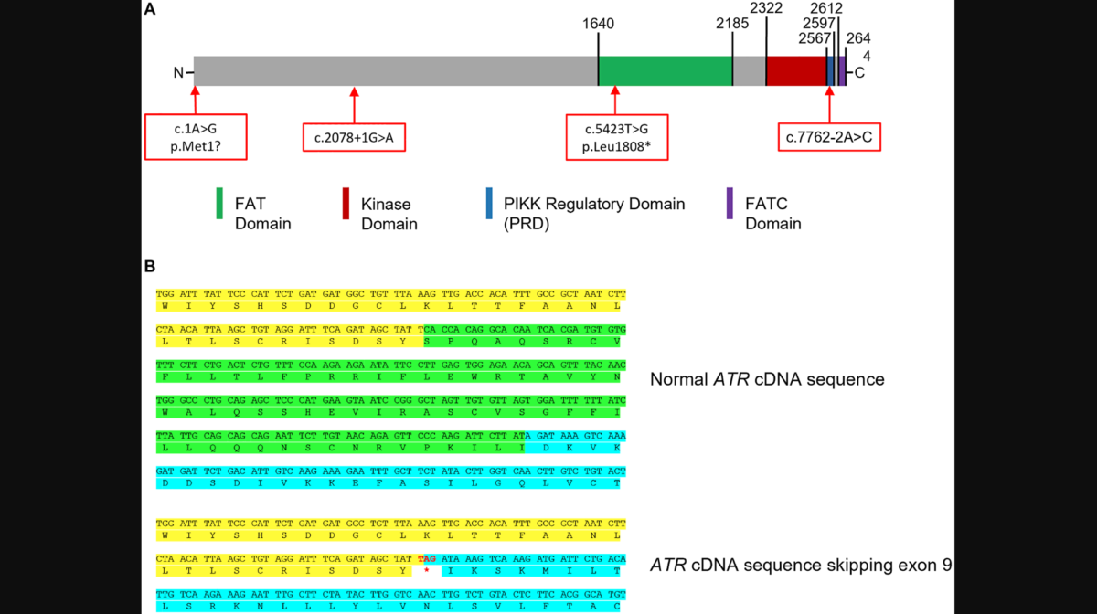 Figure 3: Impact of splicing variants.