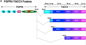 Figure 1: FGFR3-TACC3 fusion proteins.
