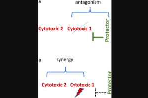 Figure 6: Synergistic/antagonistic combinations.