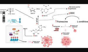 Figure 1: Mechanism of action of MTAP along with downstream effects from its loss.