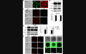 Figure 7: Effects of TGF-β receptor inhibitor EW7197 with and without TGF-β1 for LSR, TRIC, OCLN, and CLDN-2 in human lung epithelial cells (HLE) cells with and without 10% FBS.