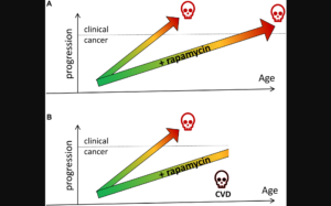 Figure 2: Rapamycin prevents cancer by slowing tumor progression (hypothetical schema).