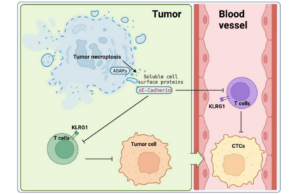 Figure 1: Tumor necroptosis promotes metastasis of breast cancer by suppressing anti-tumor immunity.