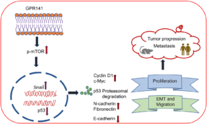 Figure 7: Schematic demonstrating the role of GPR141 in mediating breast cancer development and progression.