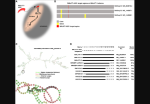 Figure 1: MALAT1-ASO specifically targets MALAT1-lncRNAs.