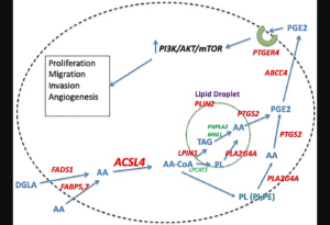 Figure 1: Proposed pathway of ACSL4-mediated stimulation of quadruple negative breast cancer cells