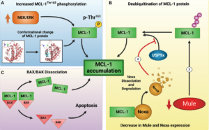 Figure 1: Mechanisms of MCL-1 inhibitor-induced MCL-1 protein upregulation, stability, and induction of apoptosis.