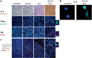 Figure 7: Immunological effect of Nerofe and DOX: CT26 murine model showing the immunological effect of Nerofe, DOX, and their combined treatment.