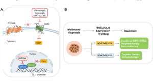 Figure 1: Combined targeting of SMO and BRD4 as a potential therapeutic strategy against melanoma.