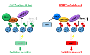 Figure 2: Mechanism of radiation resistance in H3K27me3-deficient medulloblastoma.