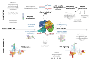 Figure 1: Scheme of mechanisms of AGO2 (de)regulation and its (novel) functions in T-PLL.