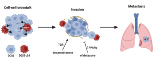 Figure 1: Graphical representation of AIB1Δ4 enabling DCIS invasion and metastasis.