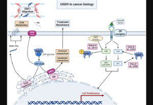 Figure 2: UGDH’s roles in cancer biology.