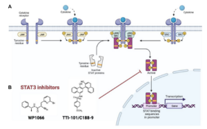 Figure 1: (A) Canonical STAT3 activation pathway. (B) WP1066 and TTI-101, examples of small molecule STAT3 inhibitors that are cell penetrant.