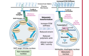 Figure 1: Working model for TME-mediated nuclear softening via LINC and emerin.