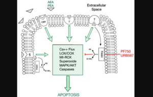 Figure 1: An overview of the endocannabinoid pathway and molecules tested in this study. breast cancer