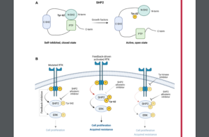 Figure 1: Graphical illustration of the main findings from Pfeiffer et al., Cancer Research, 2022. Combined Inhibition of SHP2 and Mutated RTKs Prevent Acquired Resistance in Leukemia