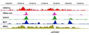 Figure 1: Chromatin landscape of the glioma GWAS locus rs55705857 in the melanocyte lineage.