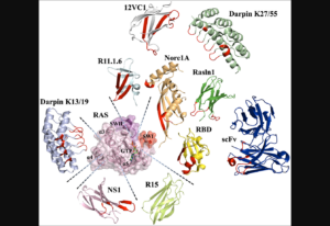 Figure 3: Various scaffolds utilized to engineer binders to Ras and their binding epitopes. From "Targeting Ras with protein engineering"