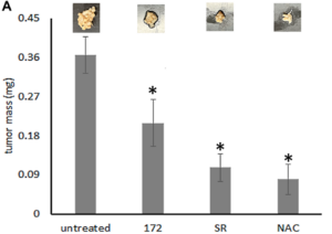 Figure 5: The mediators of mitochondrial biogenesis are required for cancer spread. "Osteopontin induces mitochondrial biogenesis in deadherent cancer cells"