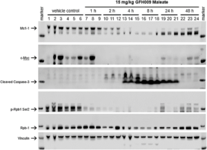 Figure 9: Effect of GFH009 treatment on CDK9-dependent protein expression in vivo.