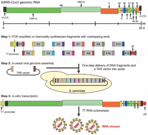 Figure 9: One-step SARS-COv2 genome assembly in yeast S. cerevisiae using transformation-associated recombination (TAR) in yeast
