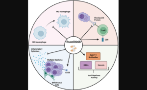 Figure 1: Ruxolitinib exerts its anti-myeloma effects through several mechanisms.