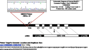 Differential Expression of Mad2 Gene in Human Esophageal Cancer