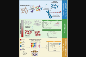 Figure 1: From genome-wide CRISPR screen to the creation of combined predicting models.