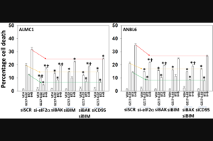 Figure 7: ER stress signaling plays an important role in mediating GZ17-6.02/bortezomib lethality