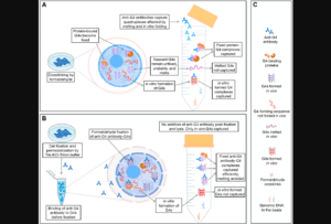 Figure 2: A comparative analysis of G4 landscape in cultured cells using AbC G4-ChIP. antibody