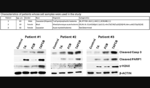 Figure 6: Effects of various drug combinations on molecular markers of apoptosis in patient-derived cell samples.