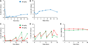 Figure 7: B-cell depletion of BTA106 in cynomolgus monkeys.