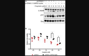 Figure 4: The effect of SARS-CoV-2 spike on cell growth and death.