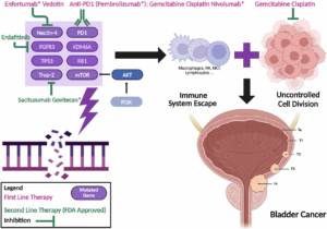 New Drug Combination Redefines First-Line Treatment for Advanced Urothelial Cancer