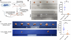 Cholesterol-Lowering Drugs Show Promise Against Colorectal Cancer