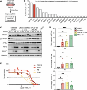Blocking Protein Control Pathway Slows Rhabdomyosarcoma Growth in Mice