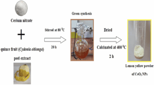 Eco-Friendly Nanoparticles Improve Cidofovir’s Anticancer and Antiviral Effects