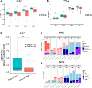 CREB5 Linked to Stem Cell-Like Programs That Promote Prostate Cancer Progression